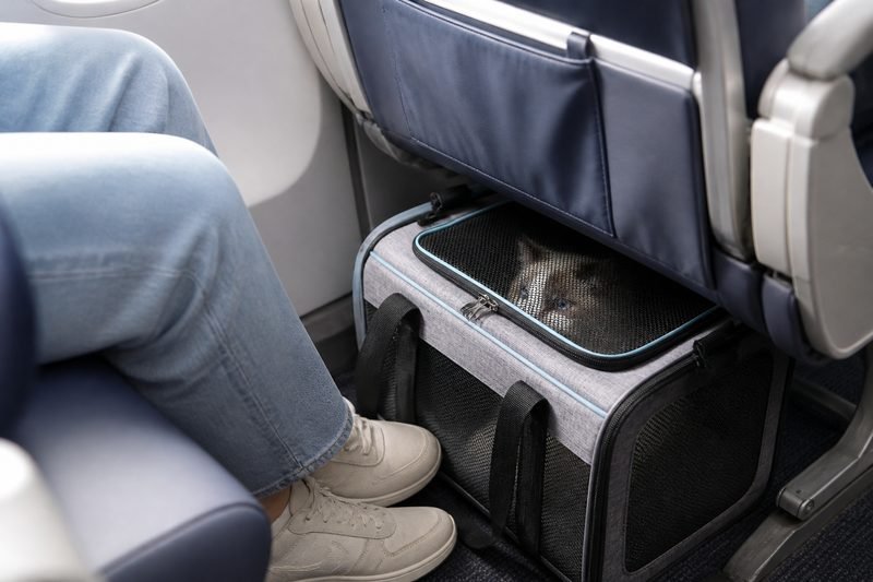 Pet carrier in use under an airplane seat